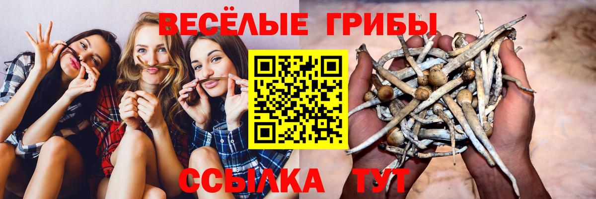 Осинники  где продают   Вход с VPN  Псилоцибиновые грибы Psilocybine cubensis 
